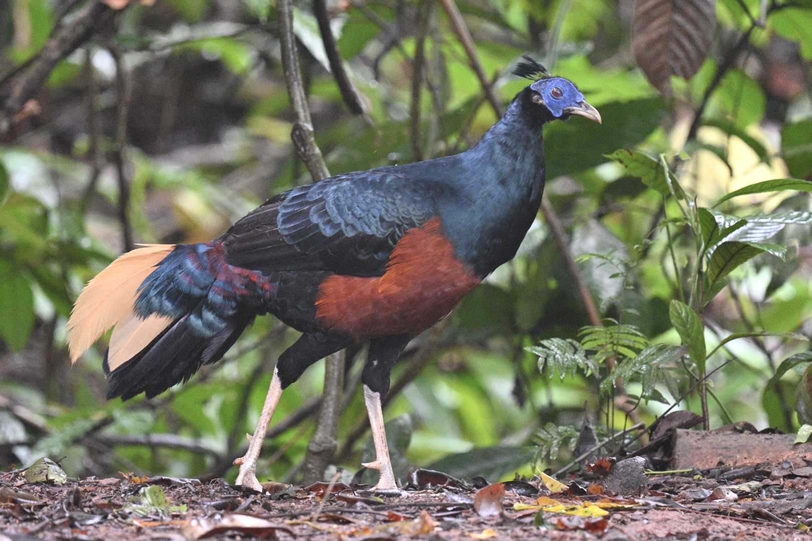 Bornean Crested Fireback