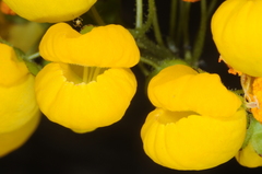 Calceolaria cavanillesii