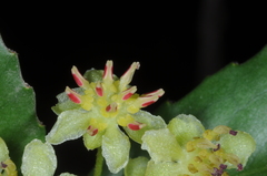 Laurelia sempervirens