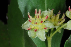 Laurelia sempervirens