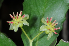 Laurelia sempervirens