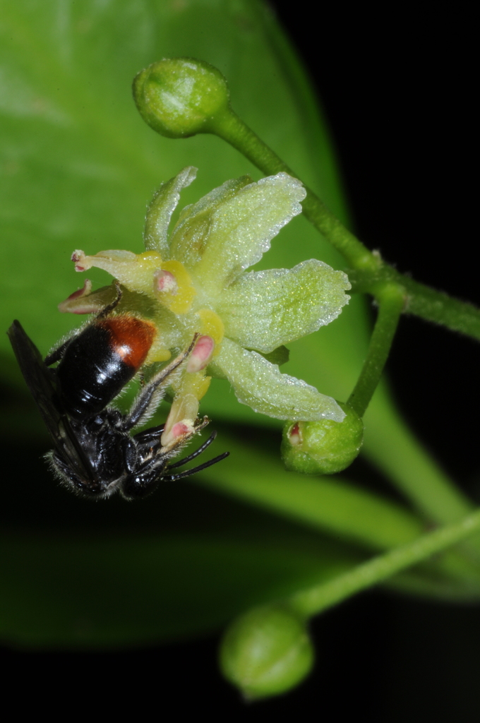 Orange-tipped Austral-Small carpenter
