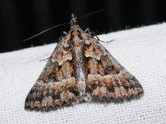 Dichromodes fulvida