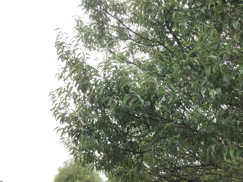 Prunus mira, photograph 5