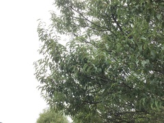 Prunus mira, photograph (c) 王天明, some rights reserved (CC BY)