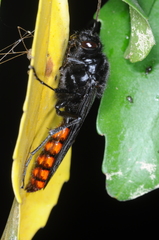 Elaphroptera