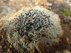 Tephromelataceae