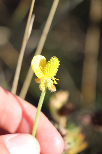 heartleaf buttercup (Ranunculus cardiophyllus)