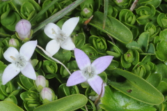 Oldenlandia salzmannii