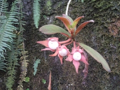Columnea schiedeana