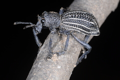 Aegorhinus albolineatus