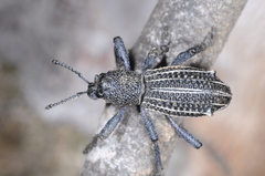 Aegorhinus albolineatus