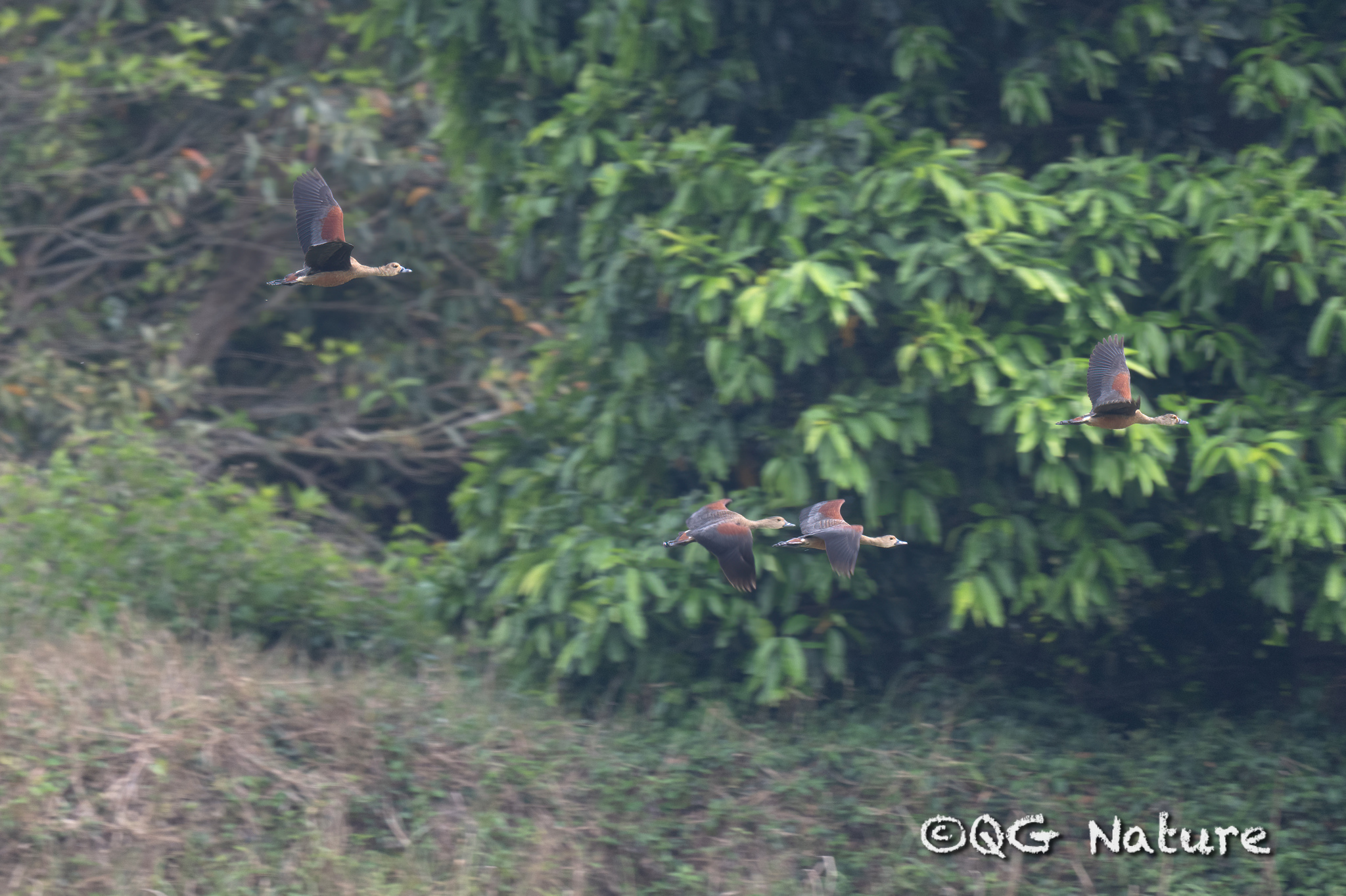 Lesser Whistling Duck