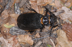 Acanthinodera cumingii