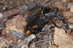 Acanthinodera cumingii