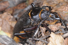 Acanthinodera cumingii