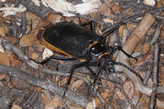 Acanthinodera cumingii