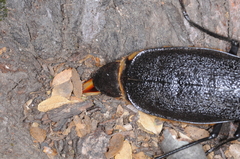 Acanthinodera cumingii