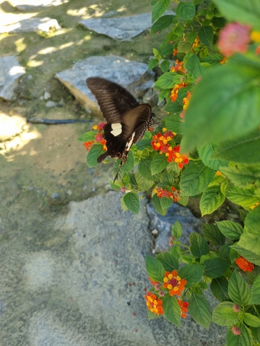Red Helen Swallowtail
