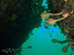 Pyura spinifera