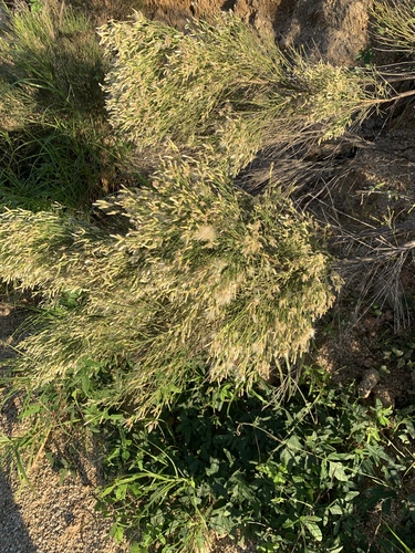 desertbroom (Baccharis sarothroides)