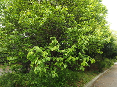 Pseudocydonia sinensis