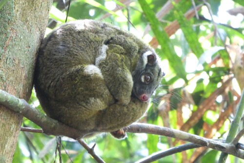 Green Ring-tailed Possum