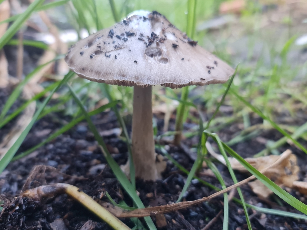 Volvopluteus gloiocephalus · October 2025 · photo: © lek (iNaturalist, cc-by)
