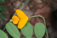 Adesmia denticulata
