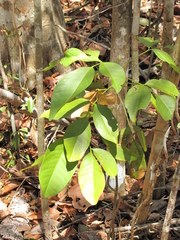 Pilocarpus racemosus