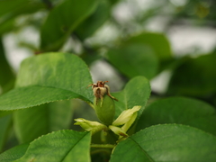 Pseudocydonia sinensis