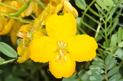 Senna stipulacea