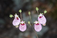 Calceolaria cana