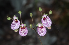 Calceolaria cana