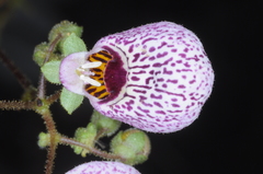 Calceolaria cana