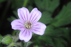 Geranium magellanicum