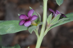Melosperma andicola