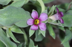 Melosperma andicola