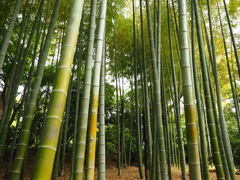 Phyllostachys heterocycla