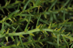 Misodendraceae