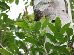 Zanthoxylum panamense