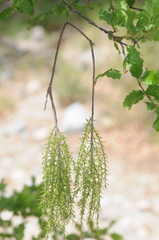 Misodendraceae