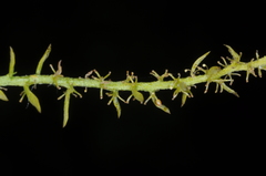 Misodendraceae