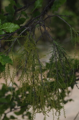 Misodendraceae