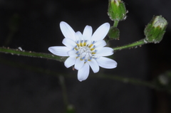 Misodendraceae