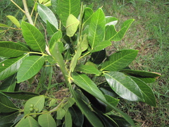 Zanthoxylum panamense