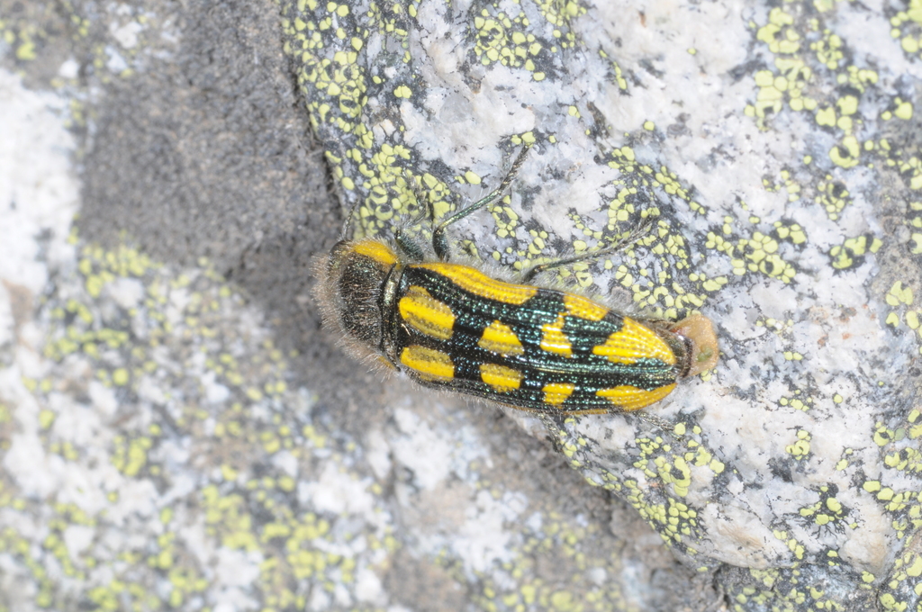 Lasionota rousselii