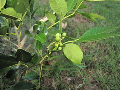 Zanthoxylum panamense