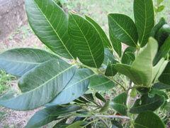 Zanthoxylum panamense