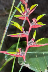 Heliconia subulata